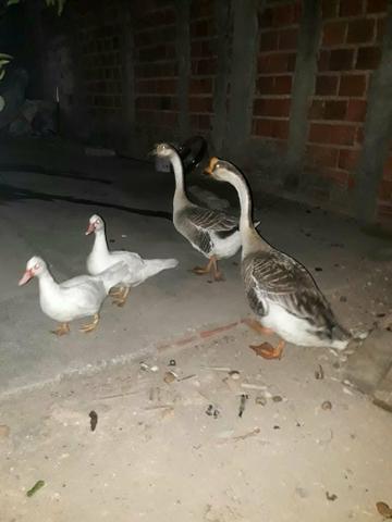 Vendo Casal de Ganços Adultos - Foto 3