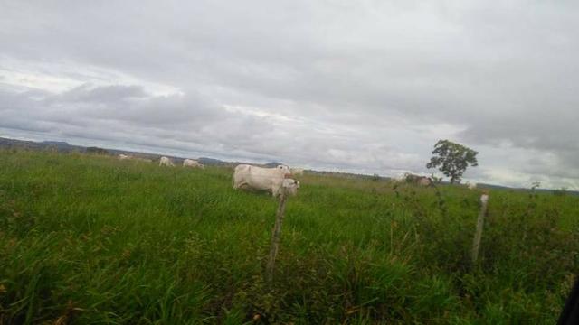 300 Alqs 200 Em Pasto Excelente Fazenda Paraúna GO - Foto 4
