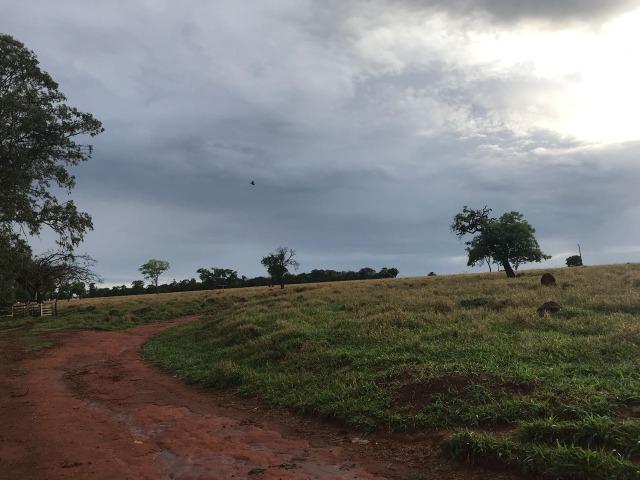 Fazenda plana e rica em água, 24 Alqueires (116.16 ha ) Bela Vista de Goias - Foto 20