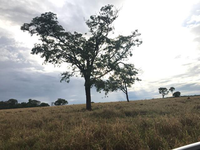 Fazenda plana e rica em água, 24 Alqueires (116.16 ha ) Bela Vista de Goias - Foto 11