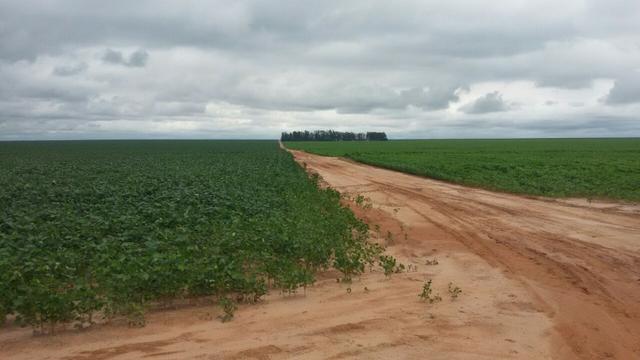 100% permuta. Fazenda 900 Hectares 185 Alqueires- jaborandi-BA Bruta!! - Foto 5