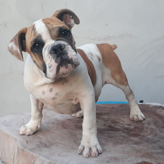 Exotic Bully - Foto 2