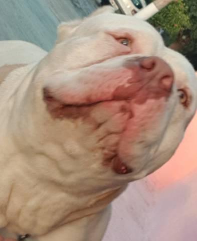 Konan american bully