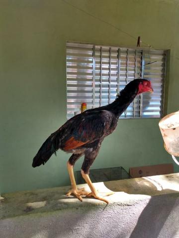 Frango índio caboclo