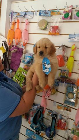 Macho disponível com pedigree vacinas vermífugo garantia de saúde