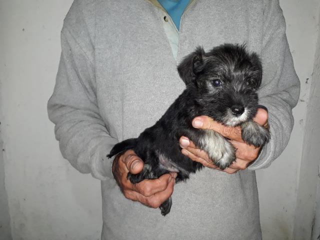 Lindos Filhotes Schnauzer - Foto 6