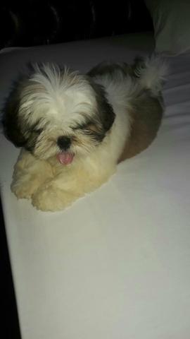 Filhotes shih tzu - Foto 3