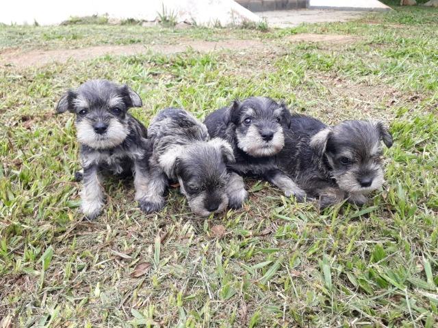 Lindos Filhotes Schnauzer - Foto 4