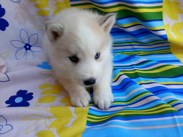 Husky siberiano macho e fêmea maiores informações no whatsaap - Foto 5