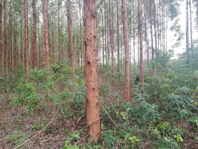 Fazenda com eucalipto - Foto 3