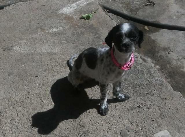 Shitzu Luna procura um namorado - Foto 3