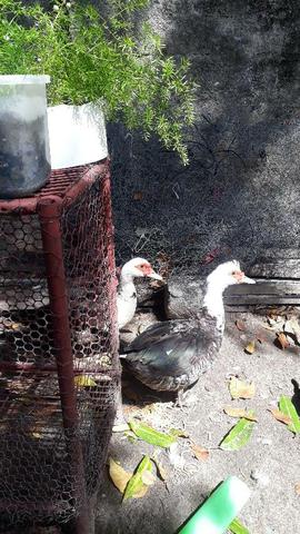Aves - Foto 3