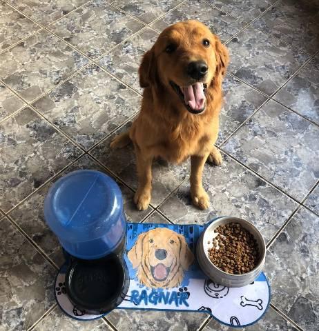 Tapetes personalizados para seu pet