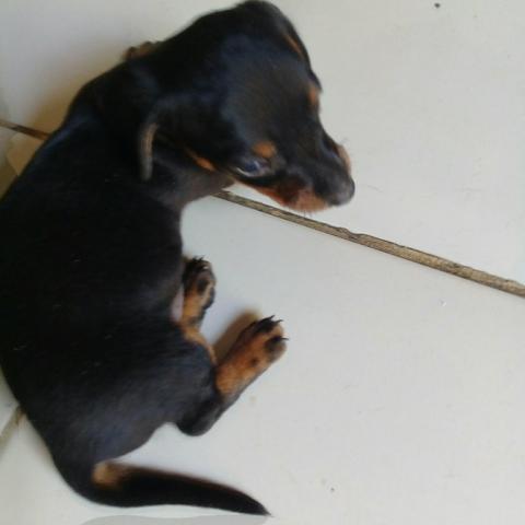 Vendo