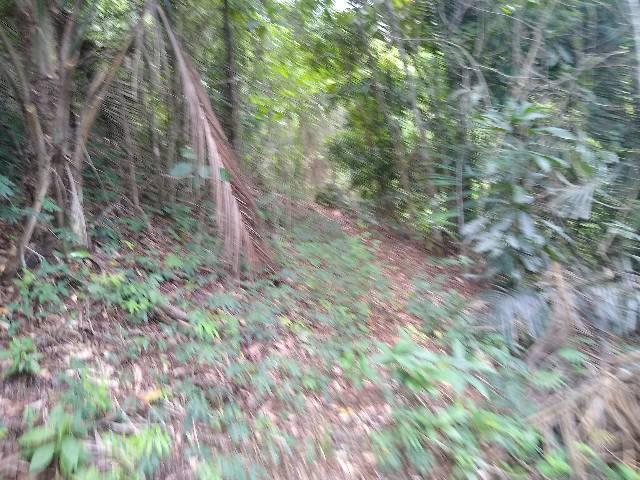 Sítio Santa Leopoldina meia légua 5 Alqueires - Foto 7