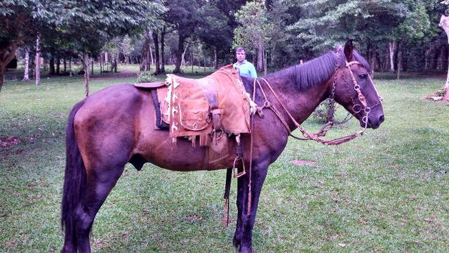 Bagual mangalarga Marchador - Foto 3