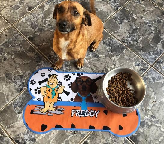 Tapetes personalizados para seu pet - Foto 2
