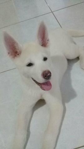 Akita lindo