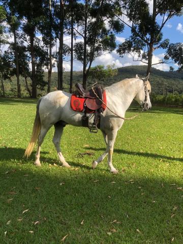 Vendo cavalo mangalarga! - Foto 3