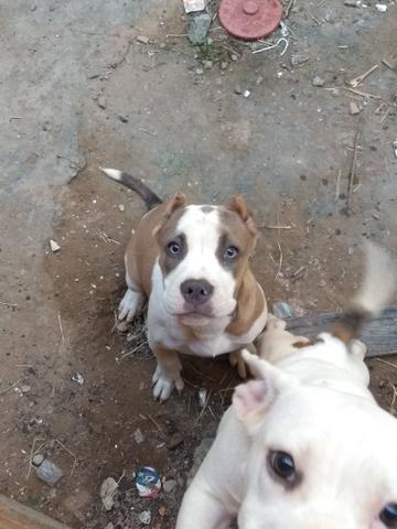 Vendo american bully pokt - Foto 2