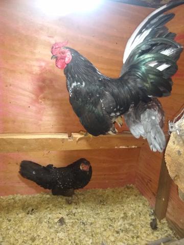 Vende se 1 galo e 2 galinha - Foto 2