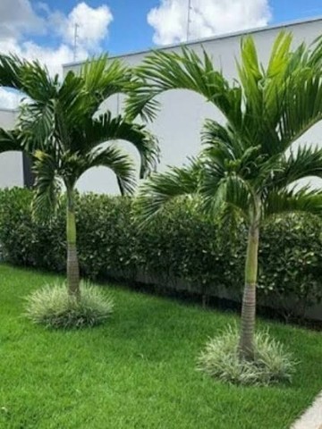Palmeira Veitchia - Foto 4