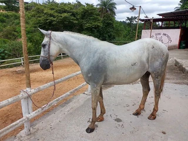 Cavalo é atropelado em rodovia na região nordeste de Belo Horizonte - Minas  Gerais - R7 Balanço Geral MG