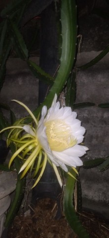 Muda de pitaya enraizadas - Foto 3