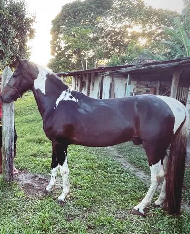 Cavalo alazão tostado de marcha picada - Cavalos e acessórios