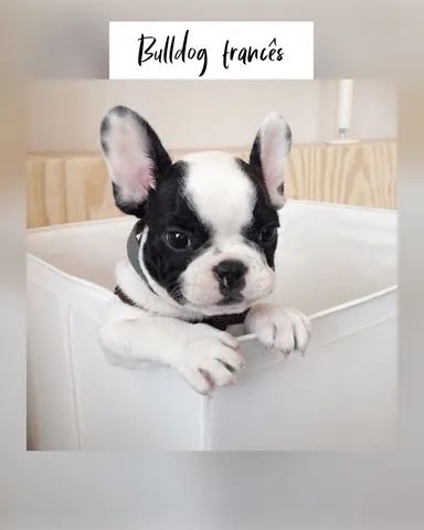 Bulldog francês com pedigree e microchip 