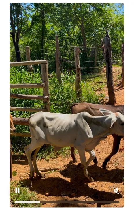 Bezerros nelores e nelorados. - Foto 5