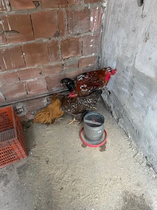 Casal de GSB e Orpington Amarela - Poedeiras Jovens à Venda (Preço Negociável) - Foto 3