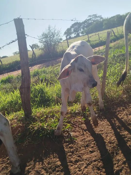 Bezerra nelore - Foto 2