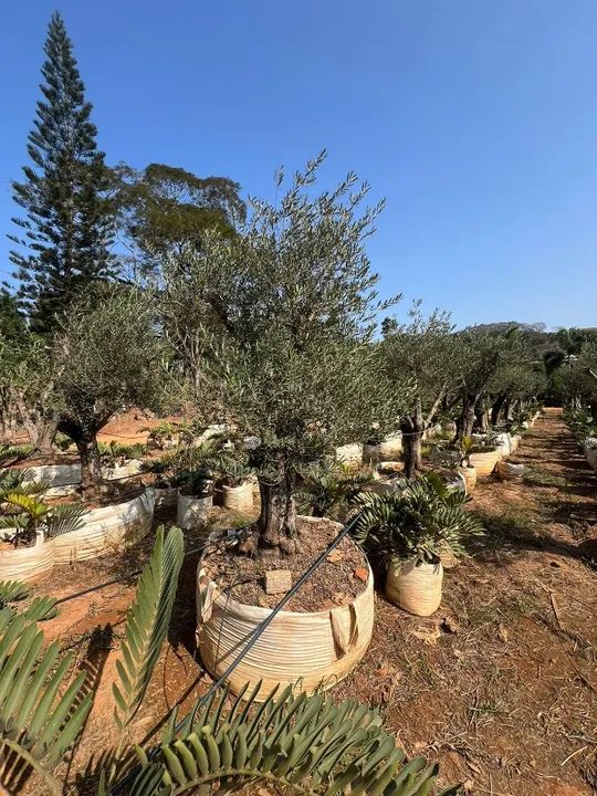 Oliveiras centenárias  - Foto 4