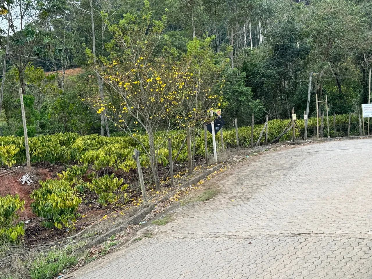 Terreno em Santa Teresa - Foto 8