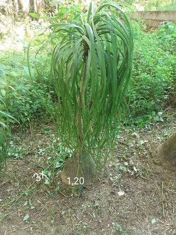 Pata de elefante 1,20