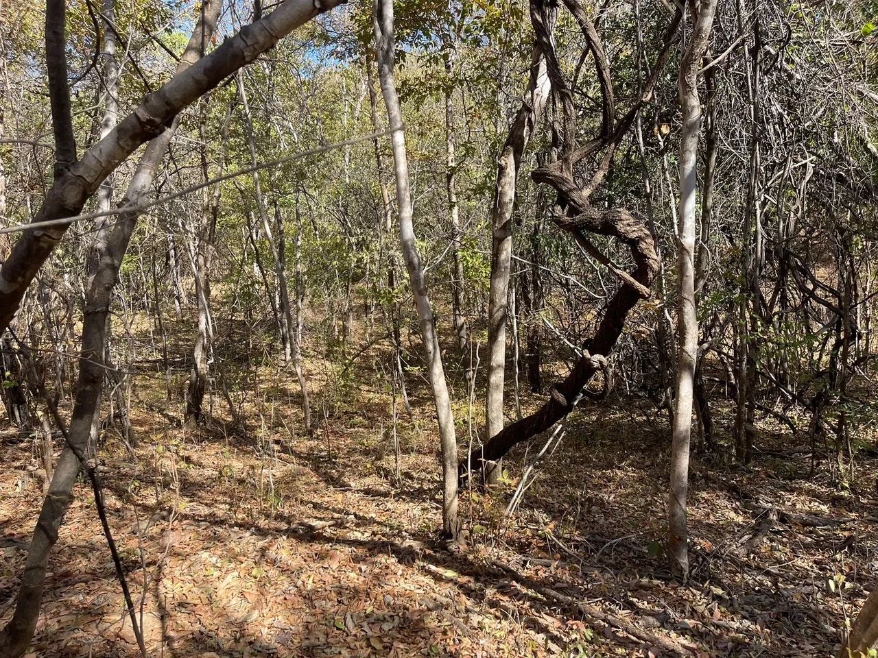 Area 240 Hecatres!! Escriturada e Geo Referenciada!!!Aceita veiculo e Imovel... - Foto 6