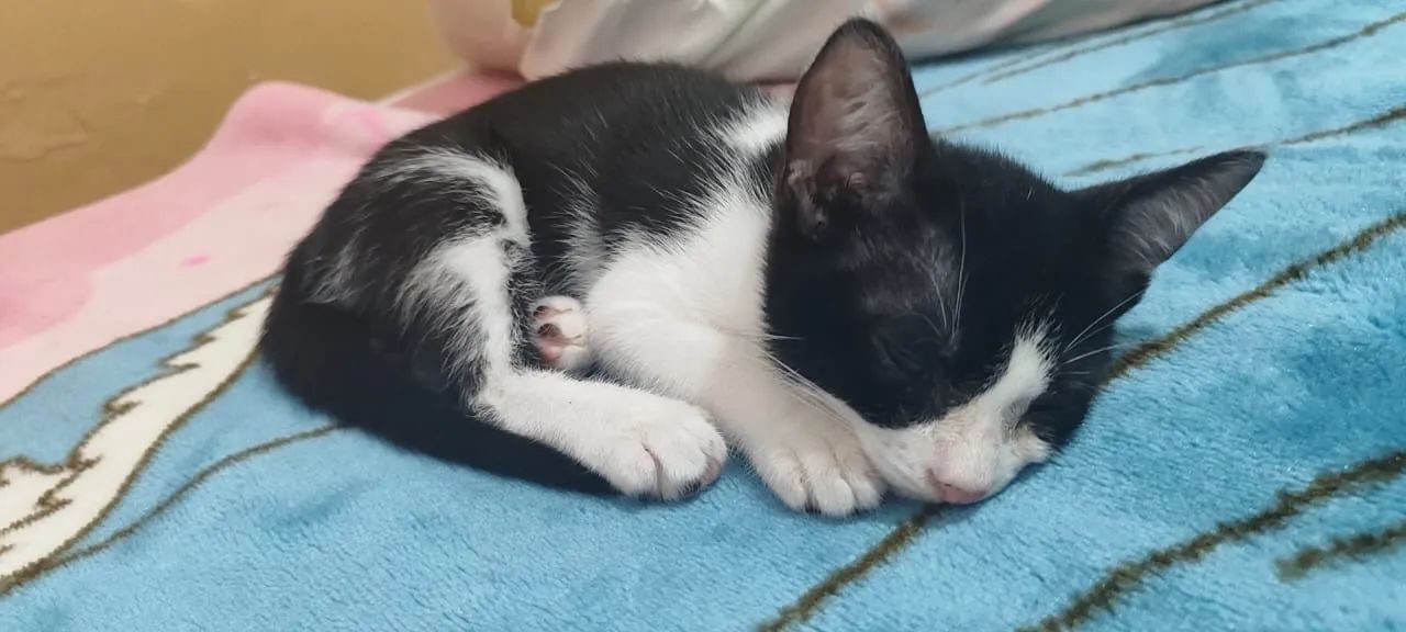 Gatinho preto e branco disponível para adoção - Foto 5