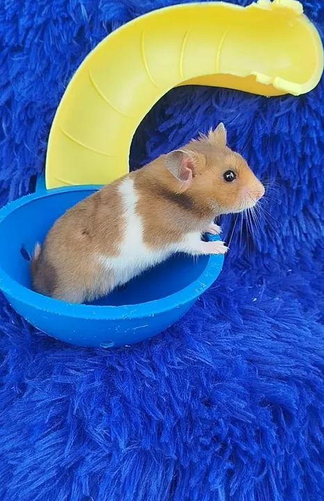 Hamster sírio ZAP: *80 - Foto 2