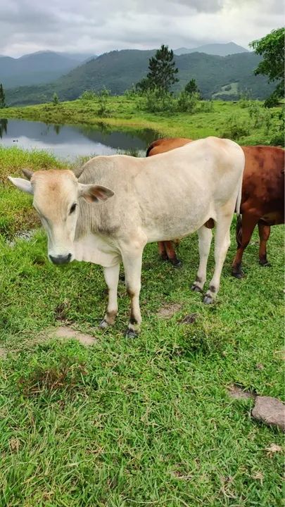 Bezerro Preto - Foto 4