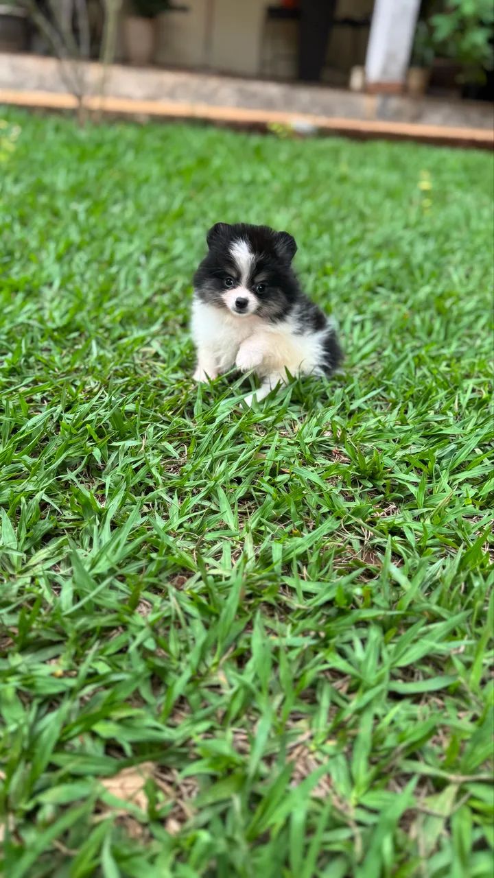 Lulu da Pomerania Anão  - Foto 6