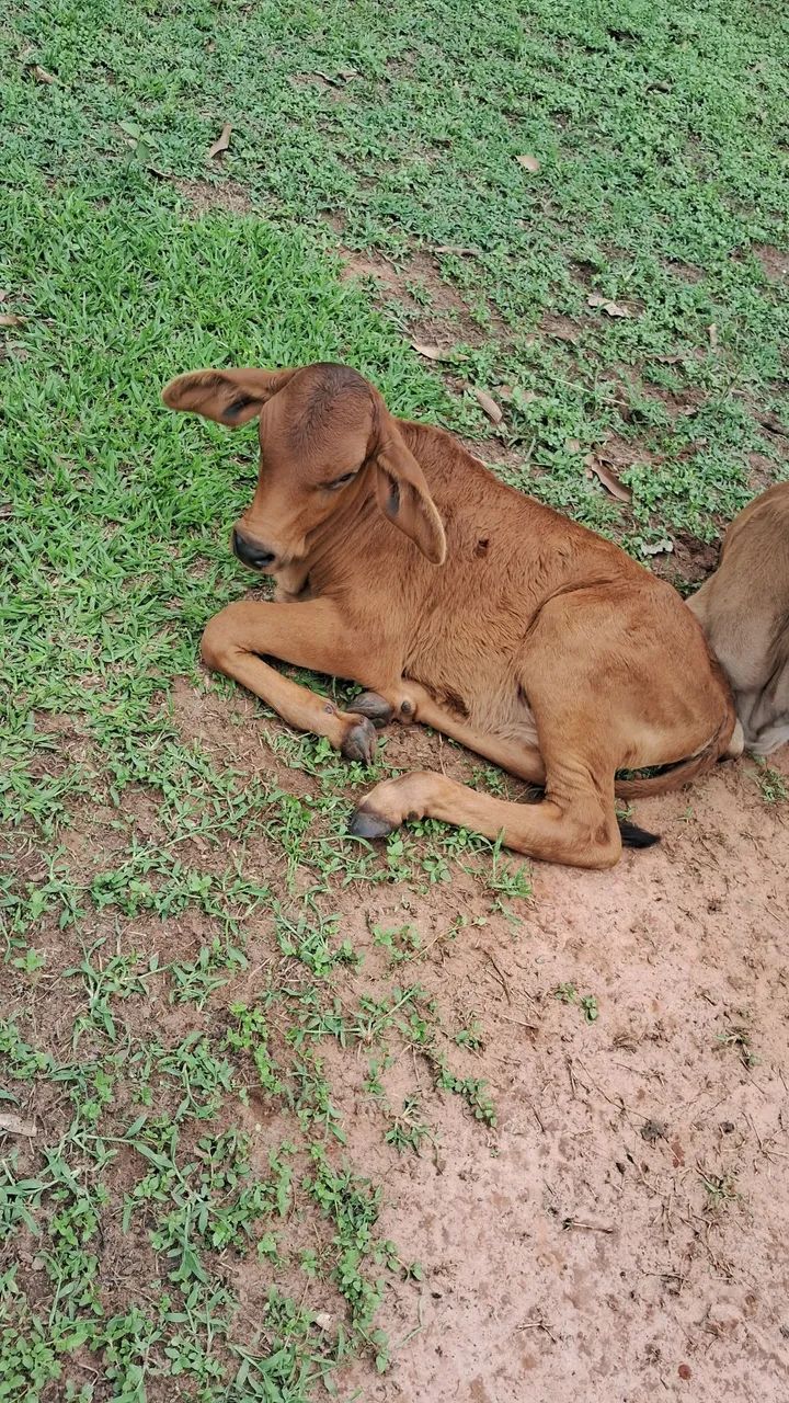 Vendo vaca parida de fêmea - Foto 3