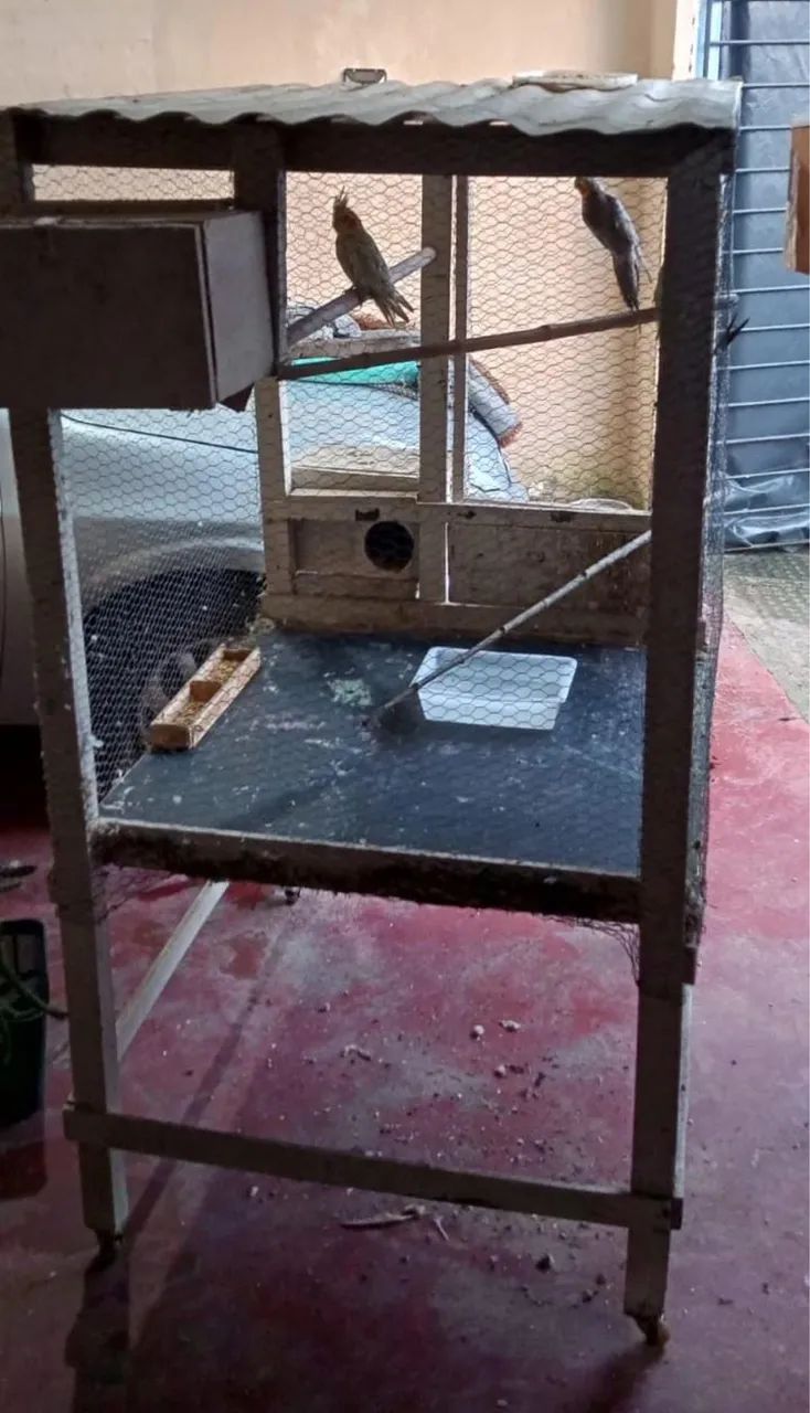 Viveiro 64309467385089120