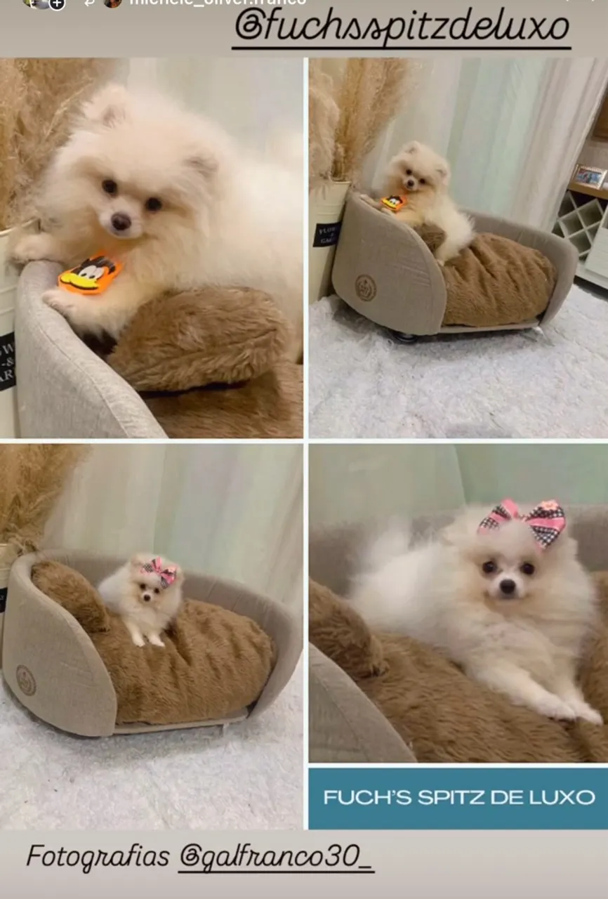 Lulu / spitz Filhotes machinhos e fêmeas