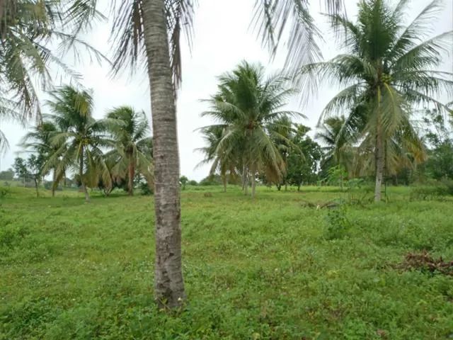 Excelente Granja com 11 hectares na região de Monte Alegre estruturada - Foto 3