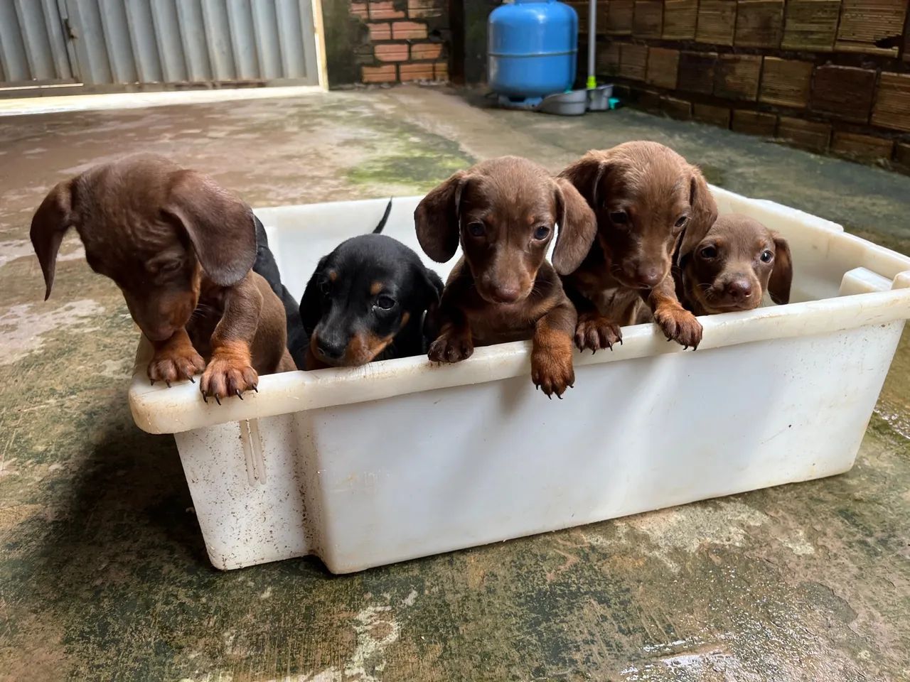 Filhotes de Dachshund