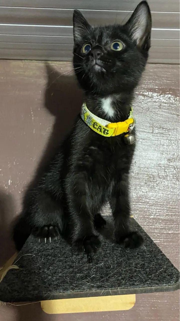Gatinho preto para adoção 