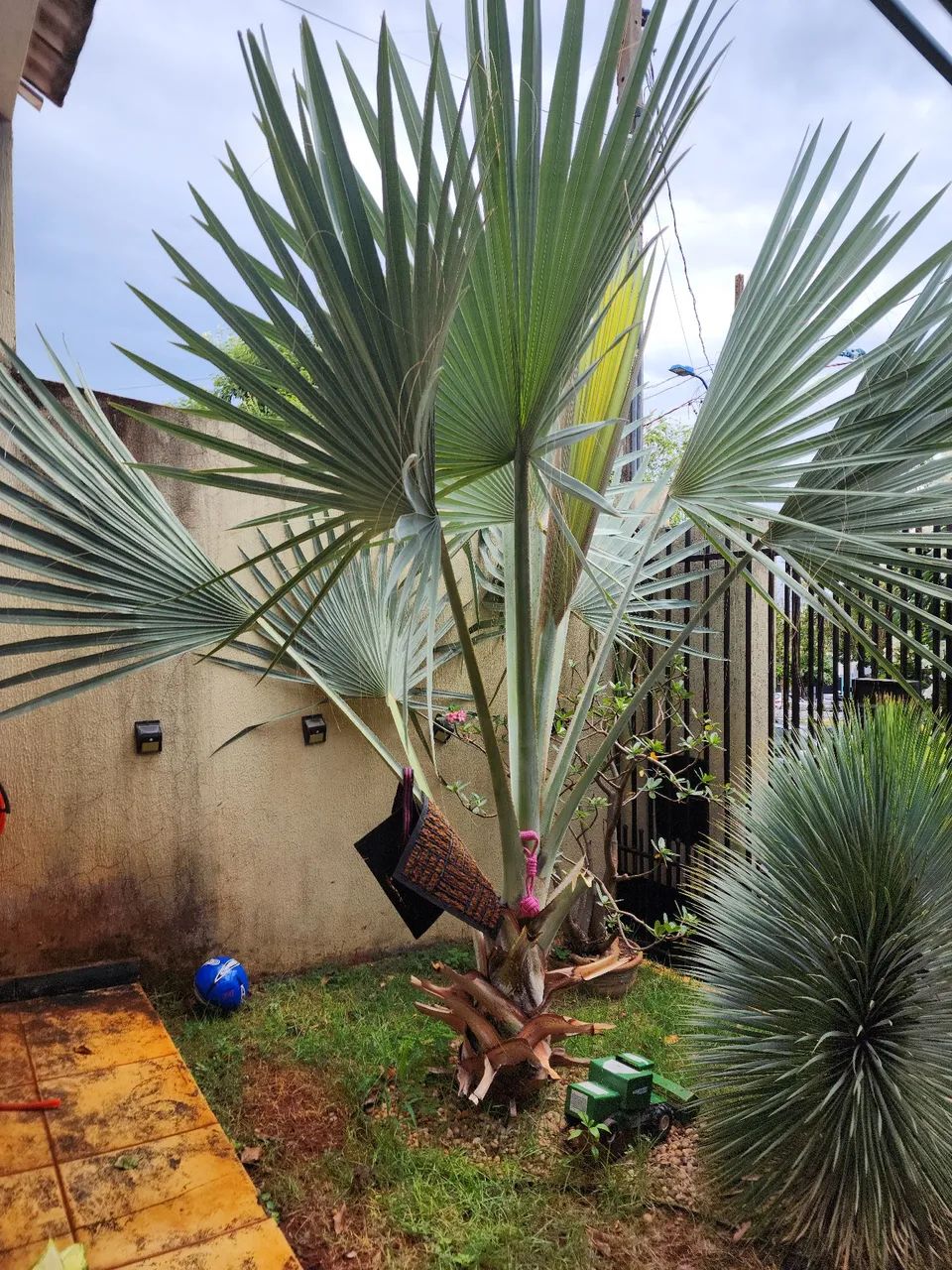 Palmeira azul 4metros  de jardim - Foto 4