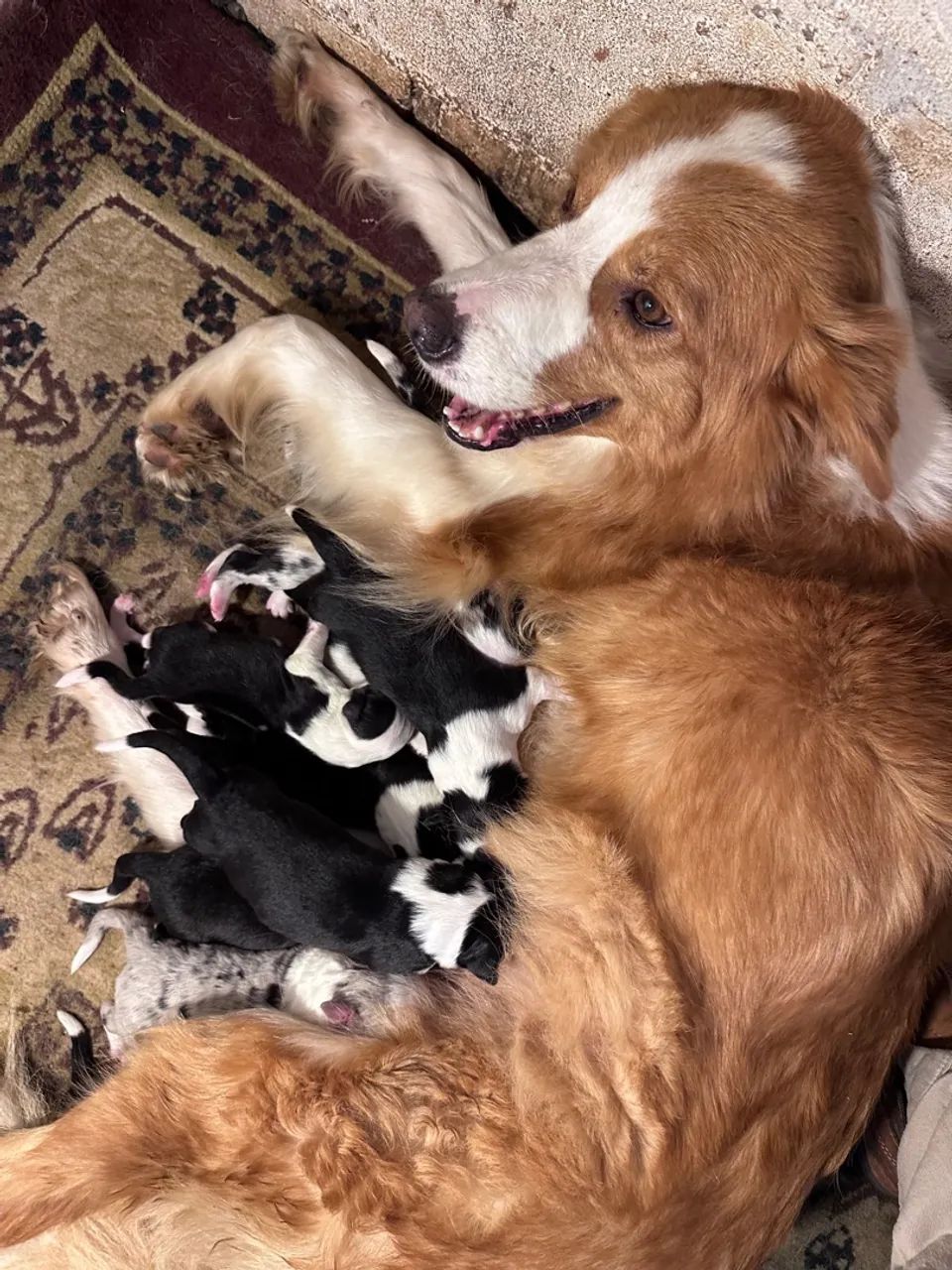 Lindos Filhotes de Border Collie  - Foto 3