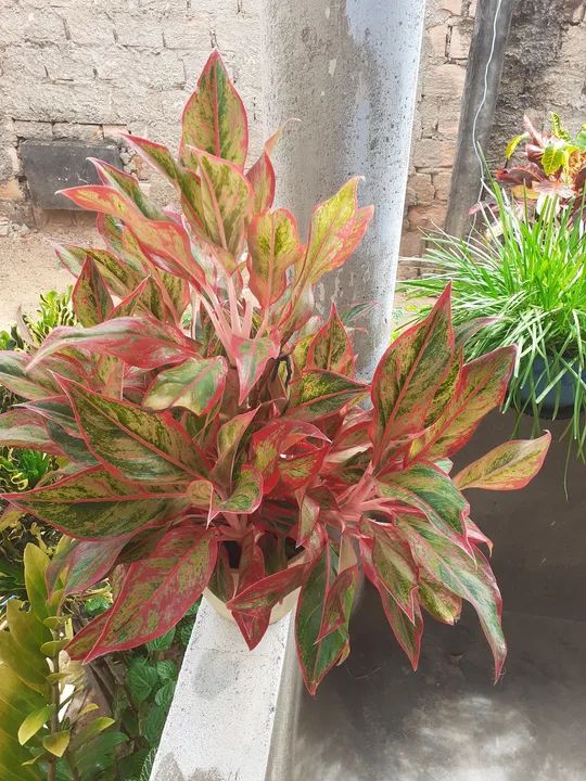  Aglaonema - Foto 2